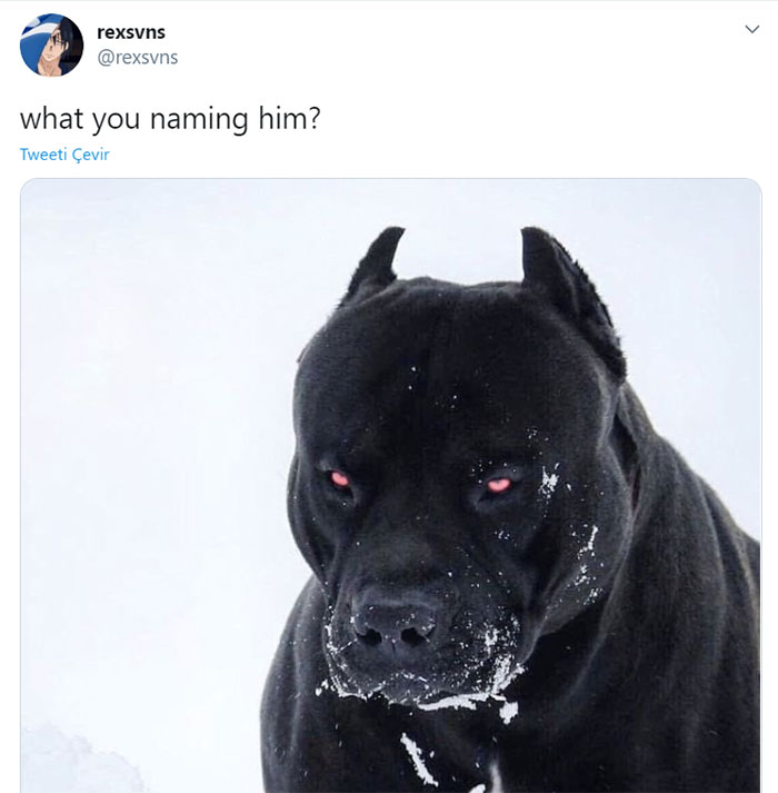 Siyah pitbull twitter paylaşımları - 2