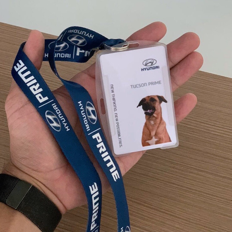 Stray Dog Gets a Job at Hyundai Dealership