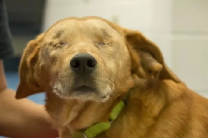 A dog with its eyes stitched up after surgery