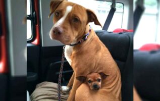 pitbull-and-chihuahua-rescued-together