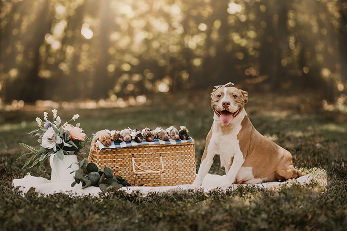This Pit Bull Gets Her Own Maternity Photoshoot And She Looks Absolutely Glowing