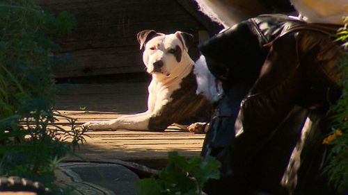 Caesar the pit bull saved his owner during an alleged attack in the early hours of Sunday morning.