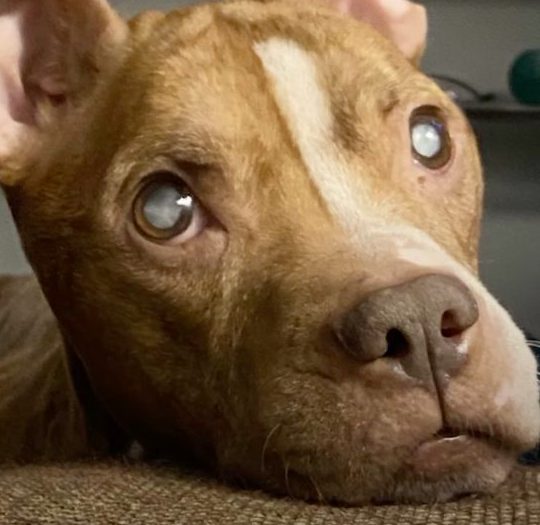 After regaining her eyesight ex blind pit bull sees her beloved foster parents for the first time