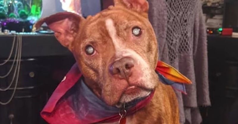 After regaining her eyesight ex blind pit bull sees her beloved foster parents for the first time